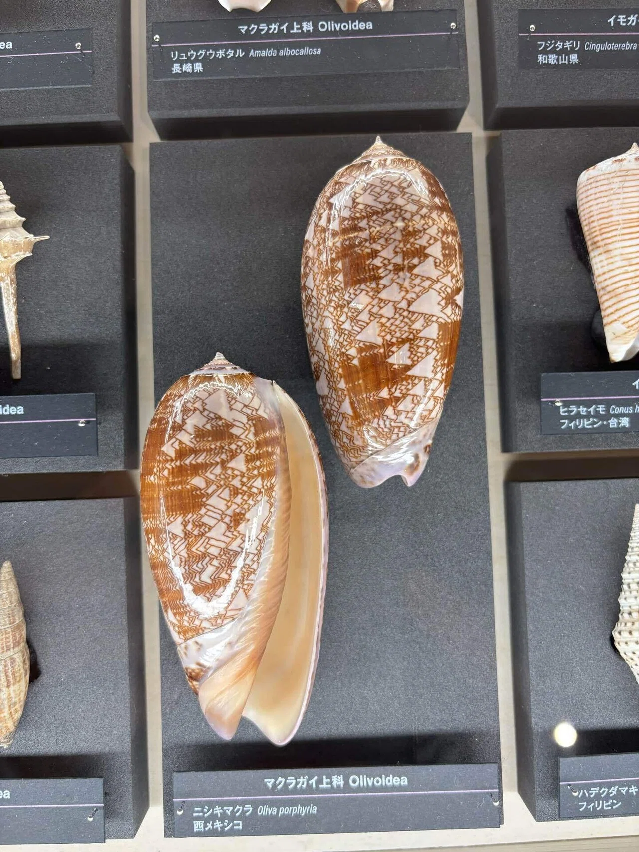 静けさの中にある美しさ / 国立科学博物館「貝殻展」｜井上 乃美
