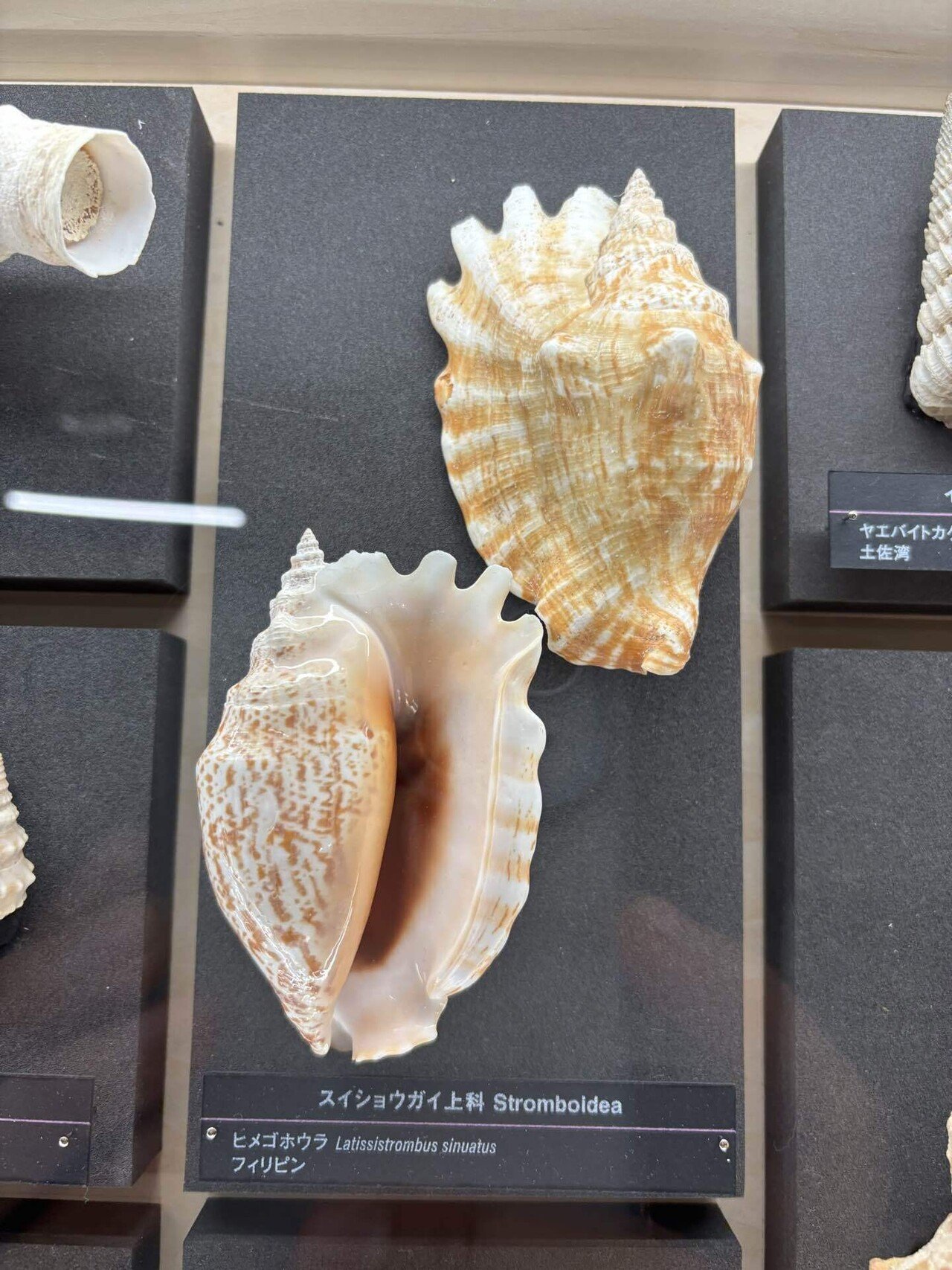 静けさの中にある美しさ / 国立科学博物館「貝殻展」｜井上 乃美