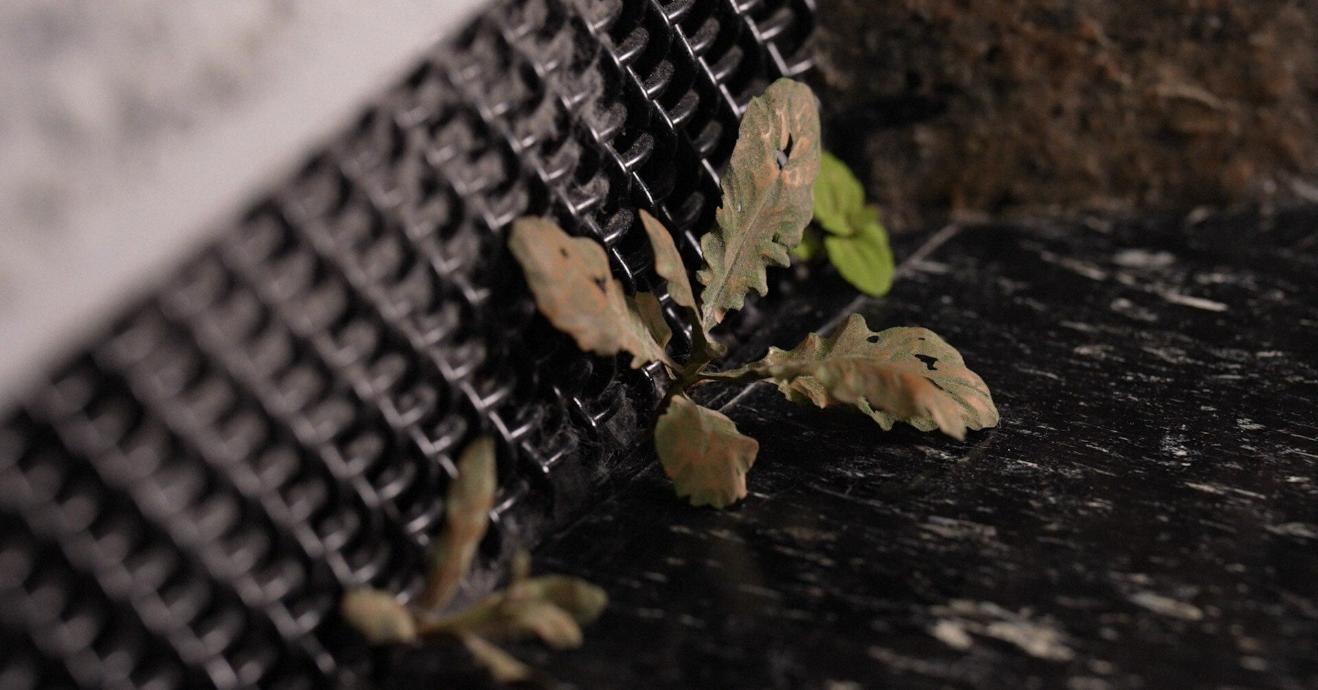 25/02/01（土）22:00「見過ごさないで！須田悦弘・超絶技巧の「雑草