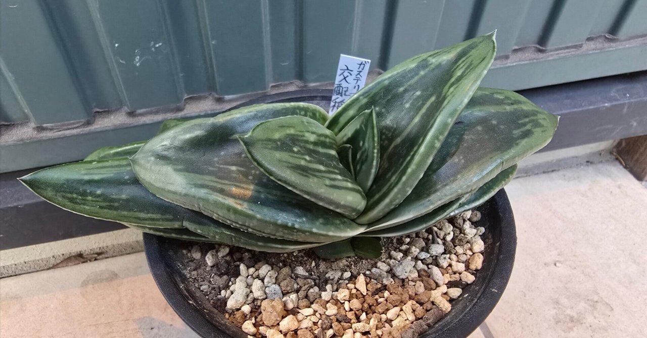 印象のデザイン rectangle_large_type_2_241994f その他多肉植物