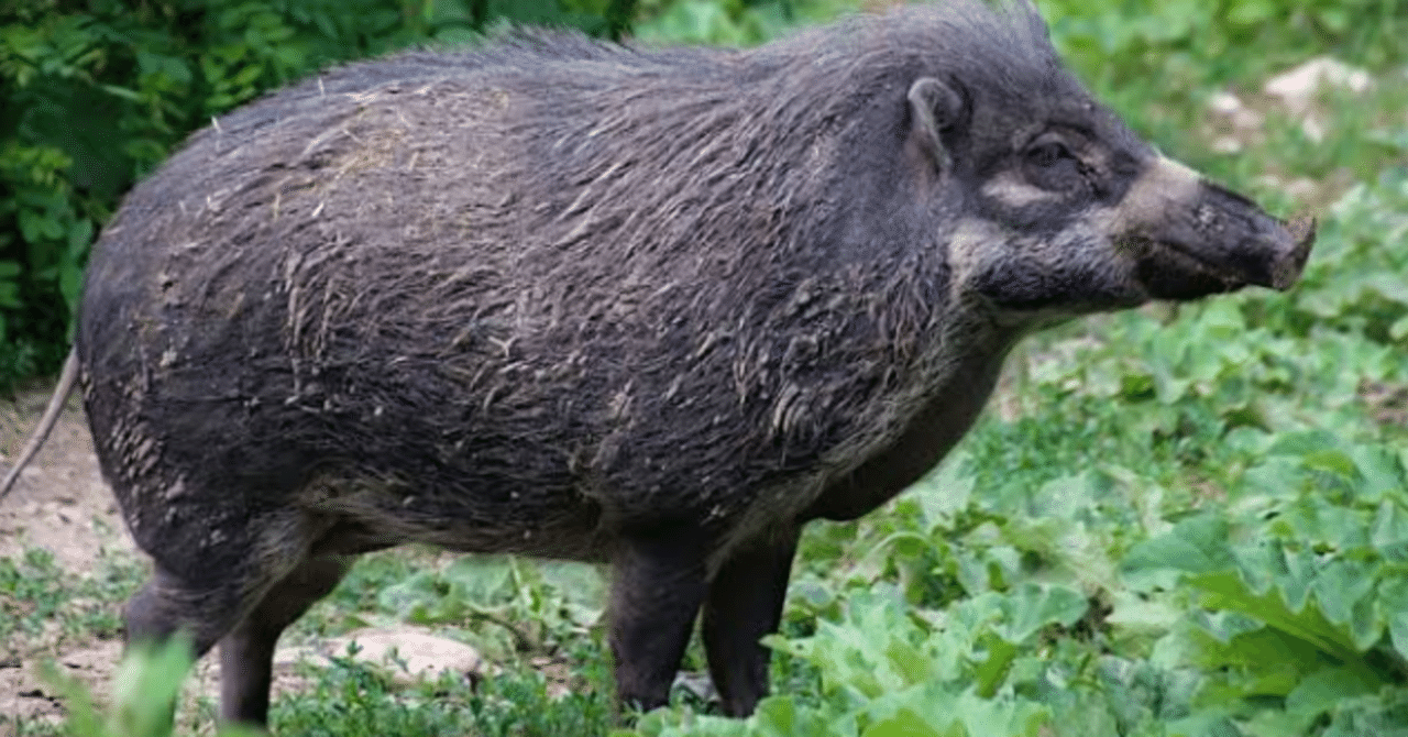 こんなに危険 都心部に出没相次ぐ 野生イノシシ しょうぷん会長 Note