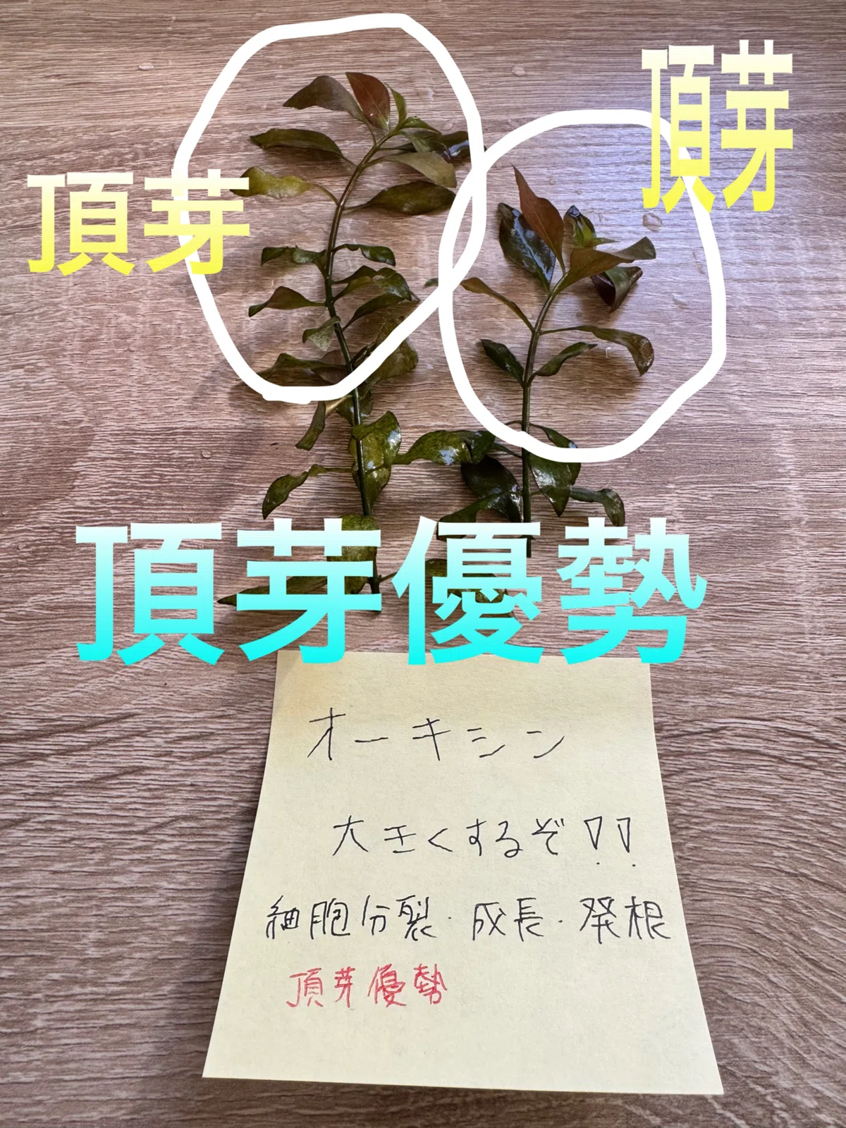 [Plant Hormones] A discussion on auxin and aquatic plants｜緑のあるインテリア