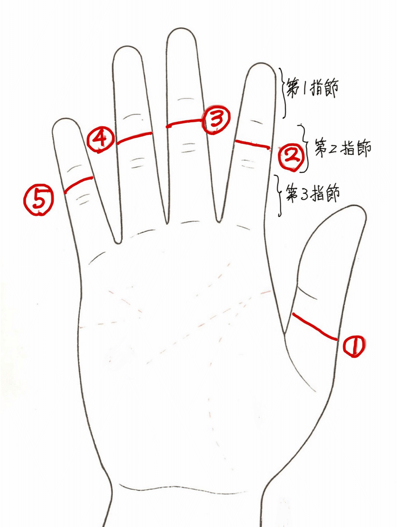 手の指の各指節の長さと横線 Michiaki Note