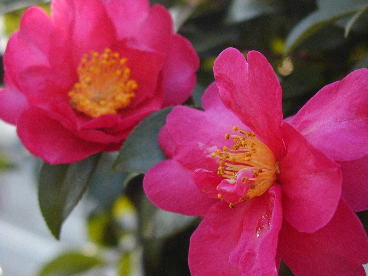 オールドデジカメ列伝: オリンパス・CAMEDIA C-2020Z｜夢望庵 / Mubou-an