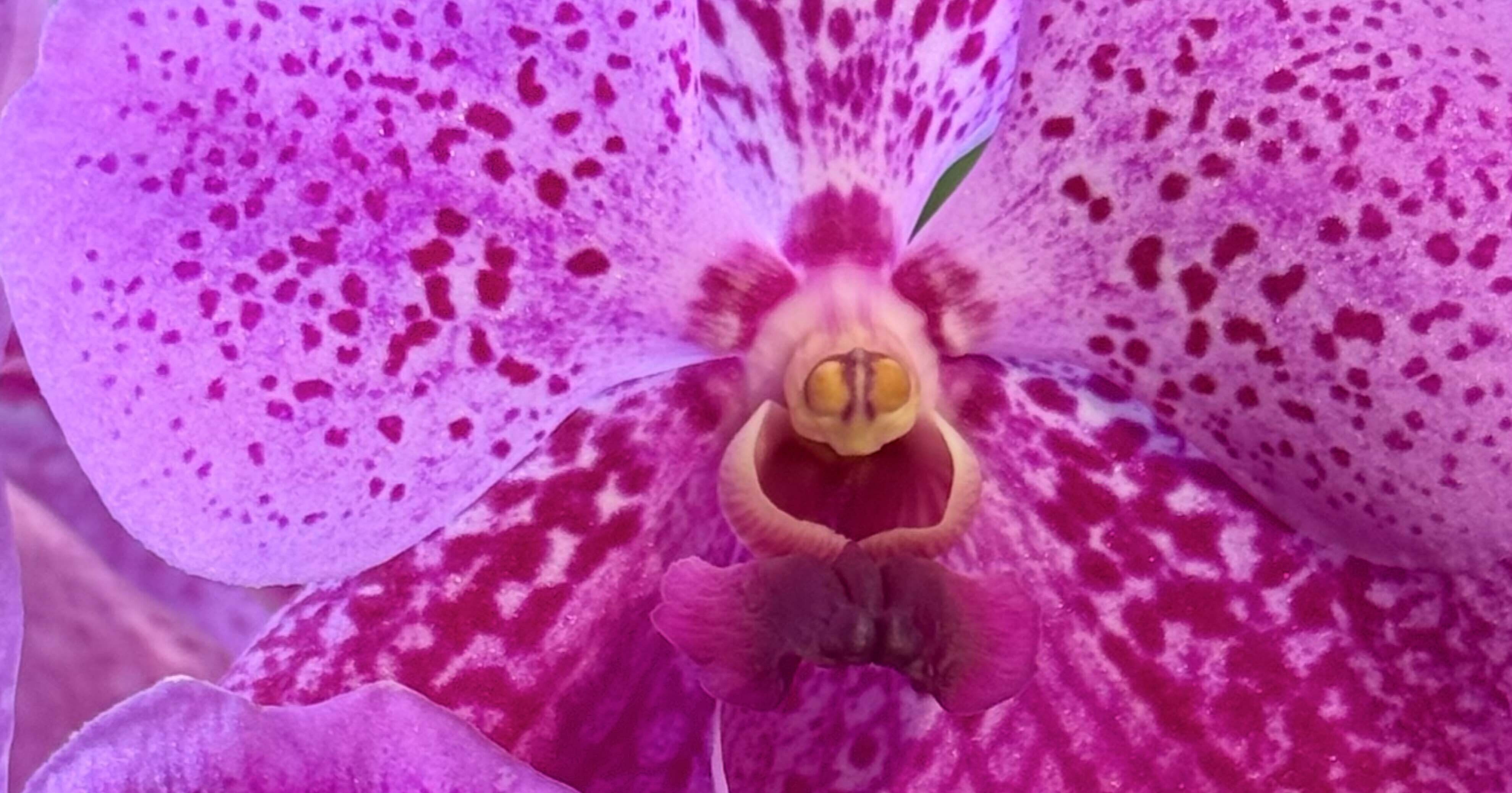 バンダ 桃色の網目模様が美しい花｜EGGSEED