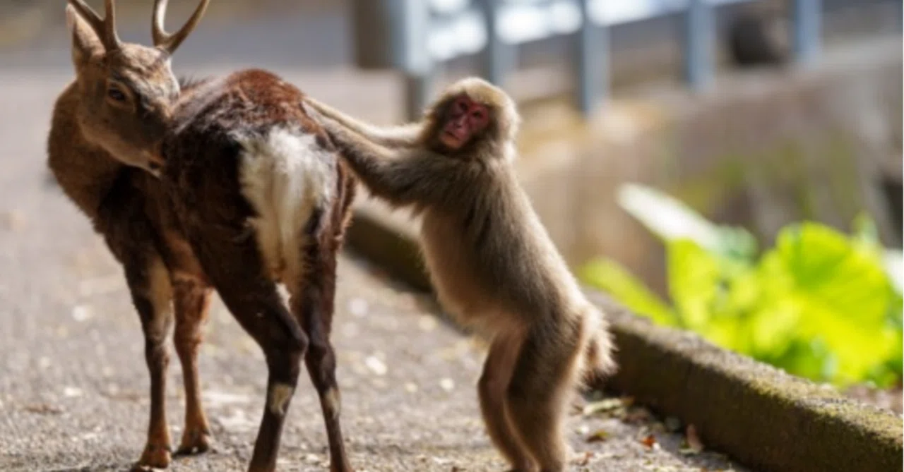 サルがシカにまたがるのは「ヤる」ためか？｜浅井さとこ | スクーン