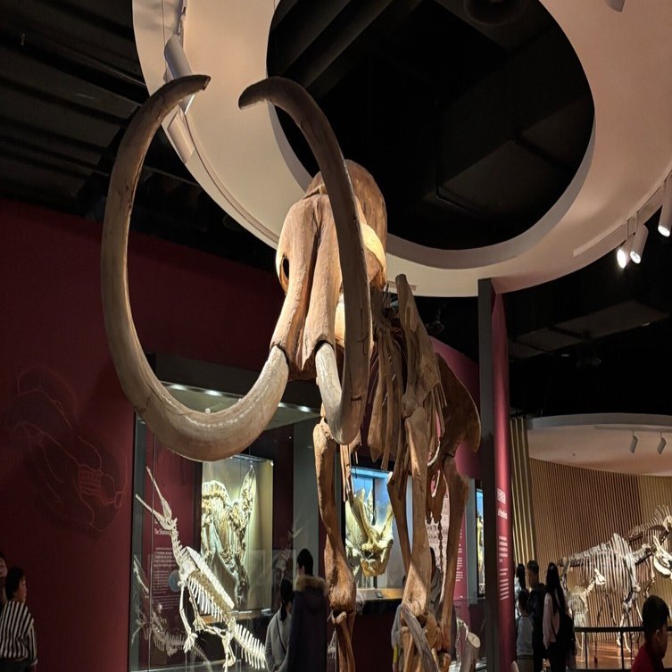 上海観光】春節に上海自然博物館へ行ってみた｜Uki