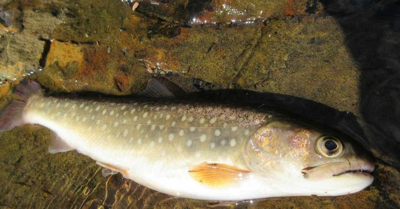 イワナ釣り 解禁から梅雨まで 増水と濁りについて おいかわ3 Note