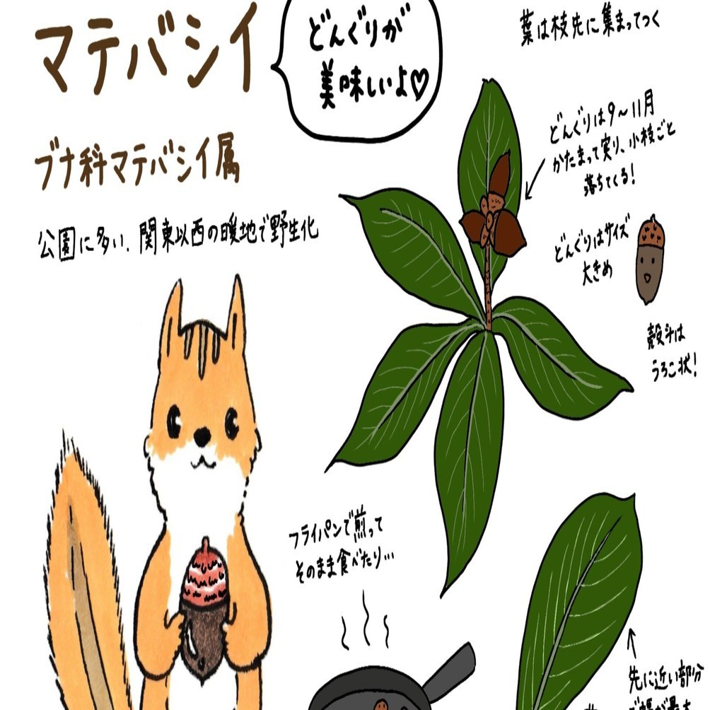 フライパンで煎るだけで食べられるどんぐりとは？｜しまりすの庭＊さゆりん