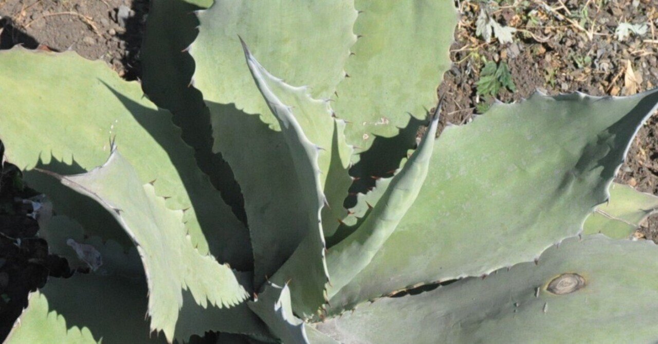 アガベ 詳細案内 5（シュリベイマグナ）｜KKGREEN