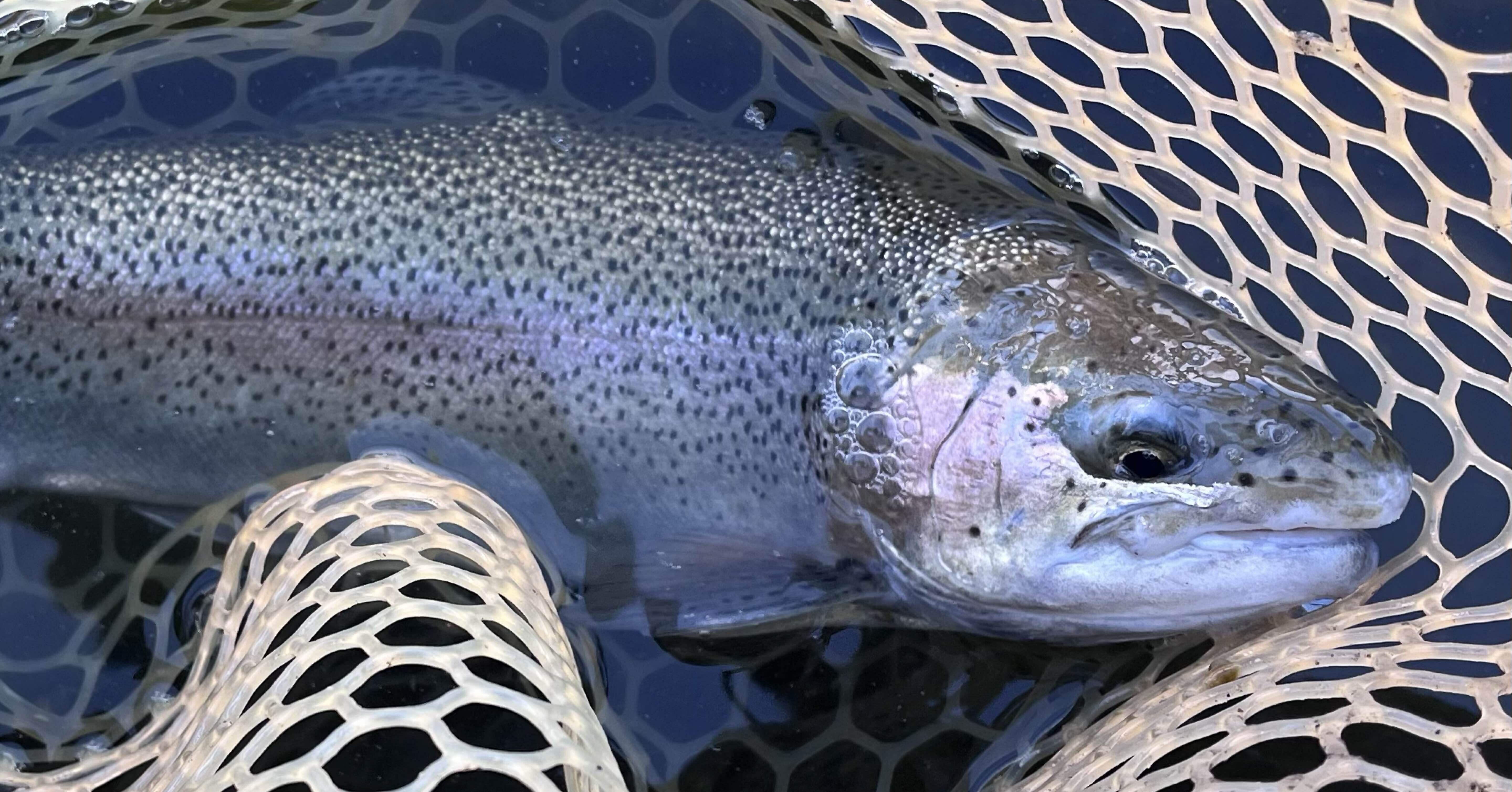 エリアトラウトに行く目的とは｜サカイ オツヒト