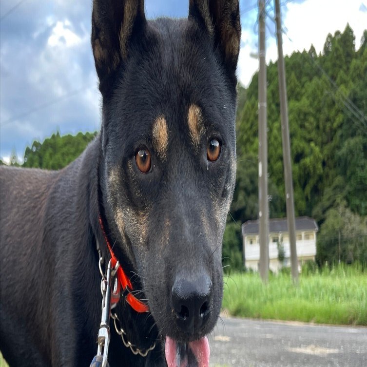 ララァは生粋の猟犬｜gibiernomori