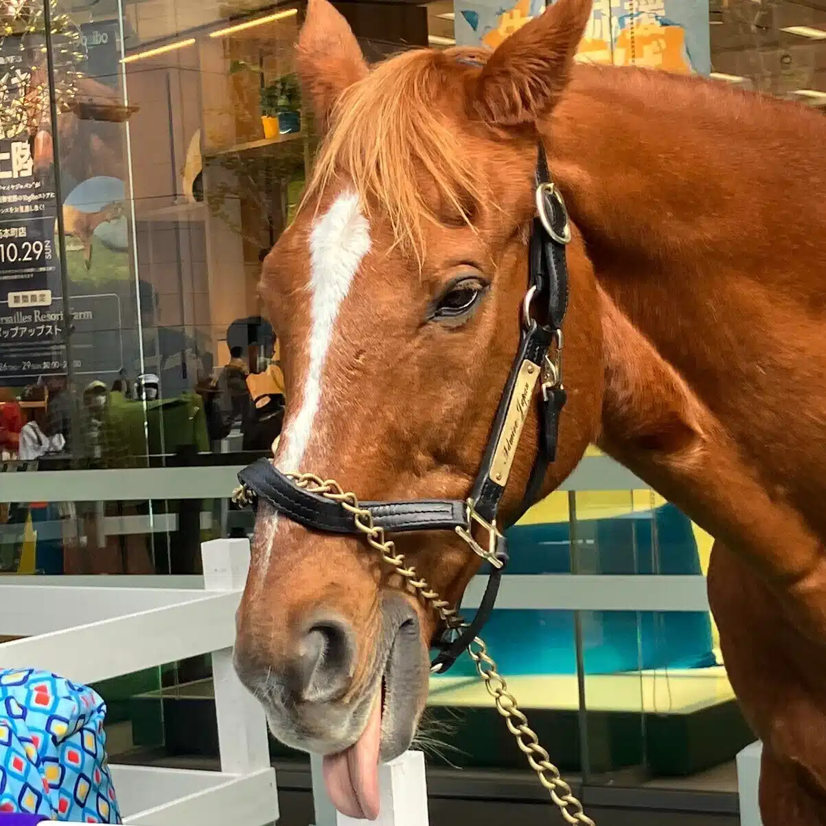 mama@競馬予想
