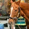 mama@競馬予想
