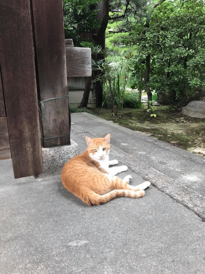 名古屋市　熱田神宮の近くで猫に会った。お寺の前にいたねこ。