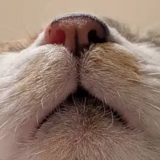 ねここ