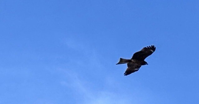 とんび とんび｜村木藤志郎