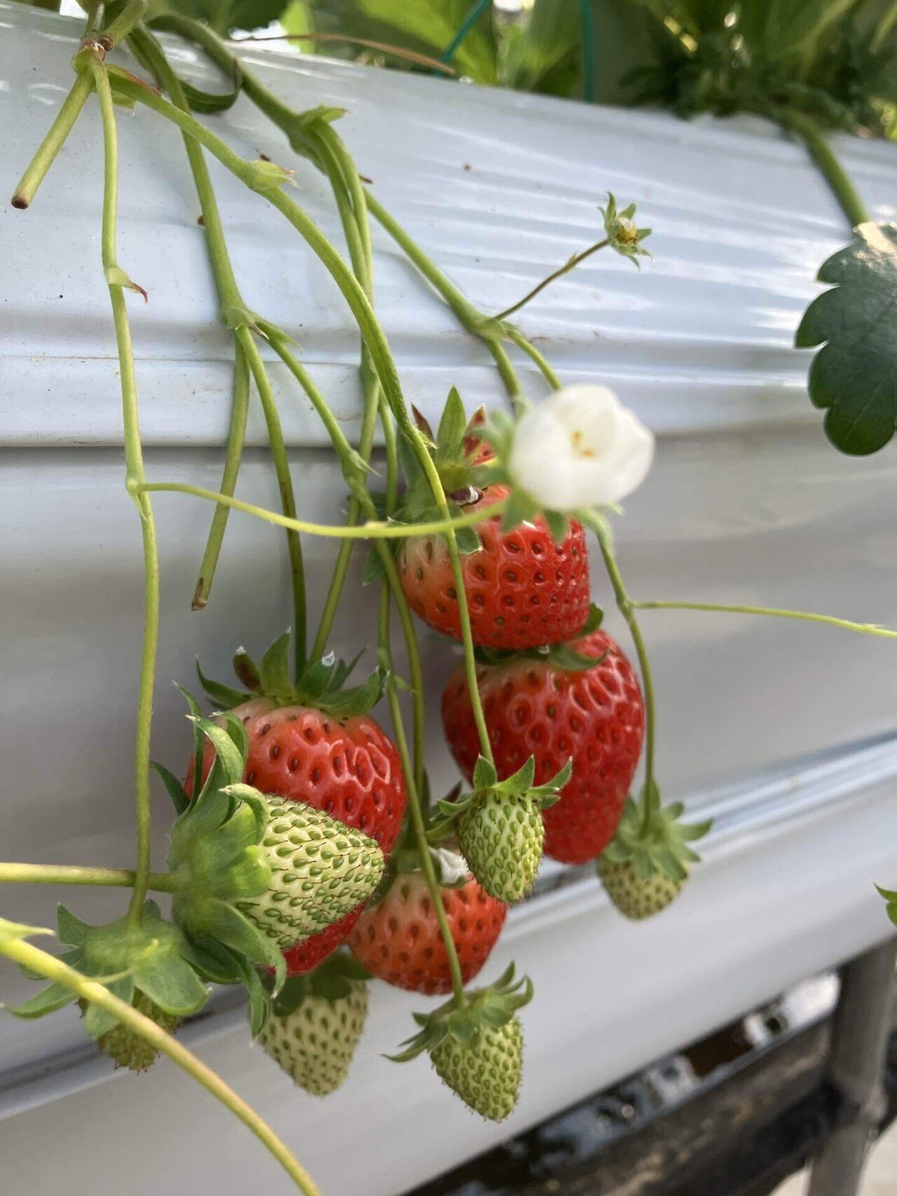 この時期「いちご狩り」はハズせない！大人気、たなかの苺で食べまくり