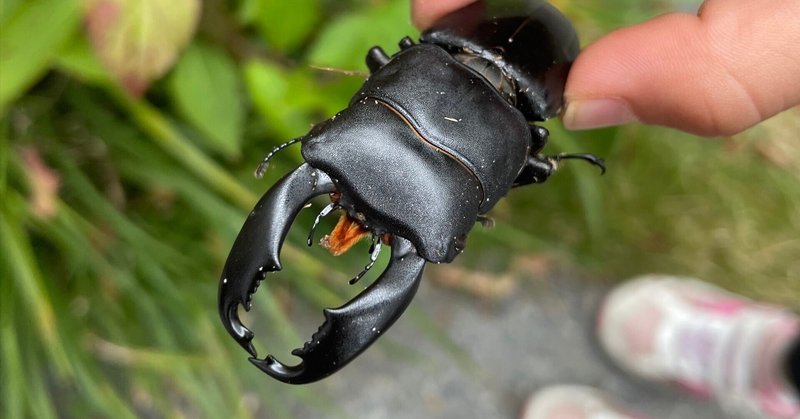 国産プロゼリー3000個KBファーム・カブトムシ　クワガタ 【木ぼく】 国産プロゼリー3000個KBファーム・カブトムシ クワガタ 【木ぼく