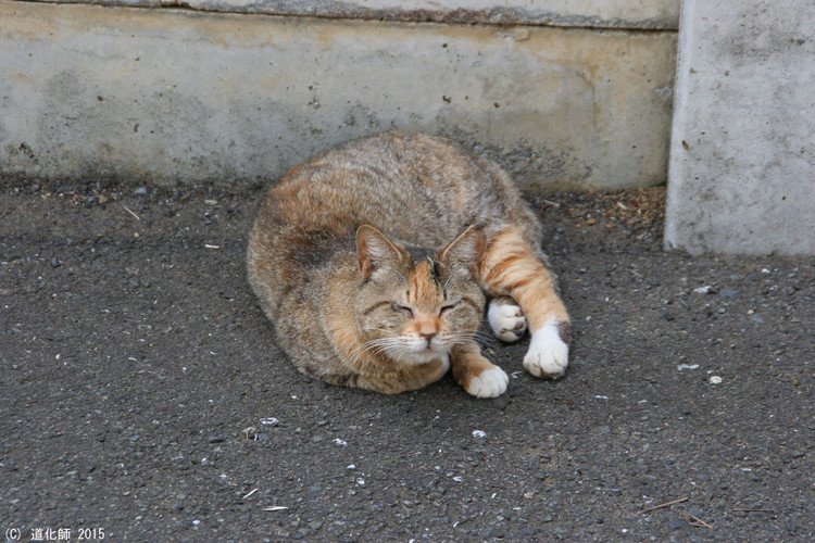Stray cat 155  #Cat #ねこ #ネコ #猫 #photo #写真