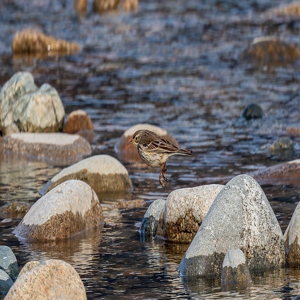 2025年1月後半の野鳥記録(ホオジロガモ、トモエガモ、タヒバリなど)｜K.Y.