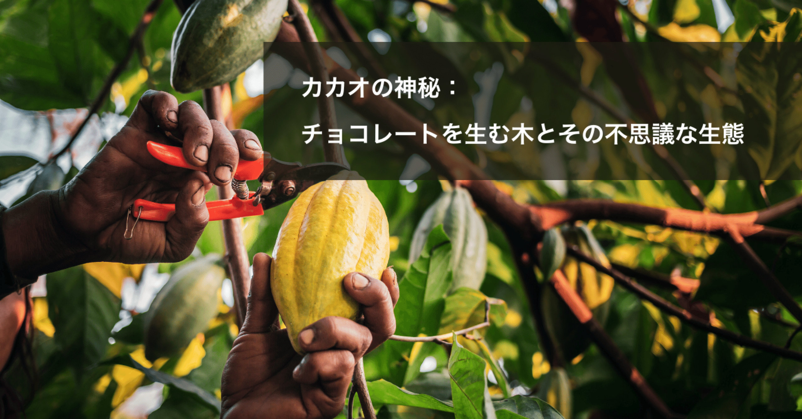 カカオの神秘：チョコレートを生む木とその不思議な生態｜カカオイスト