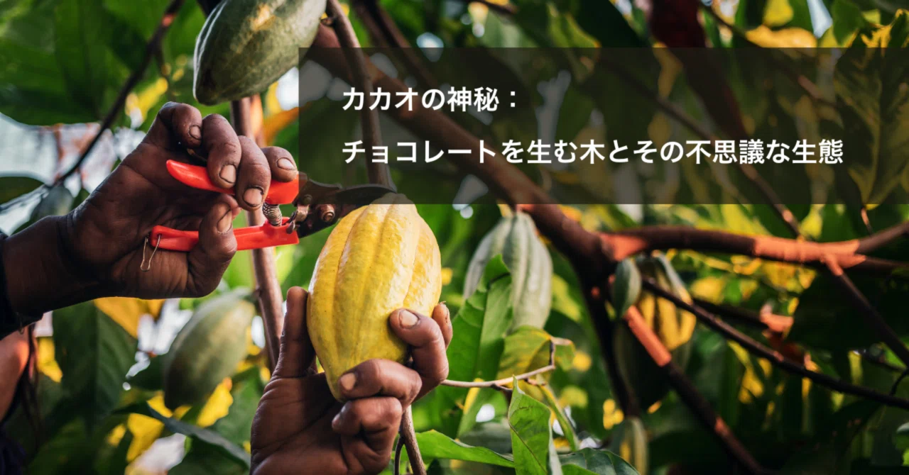 希少　カカオ苗木(大) チョコレートの木 大株 チョコレートの木（カカオ）樹高40センチ程度 ：熱帯果樹苗