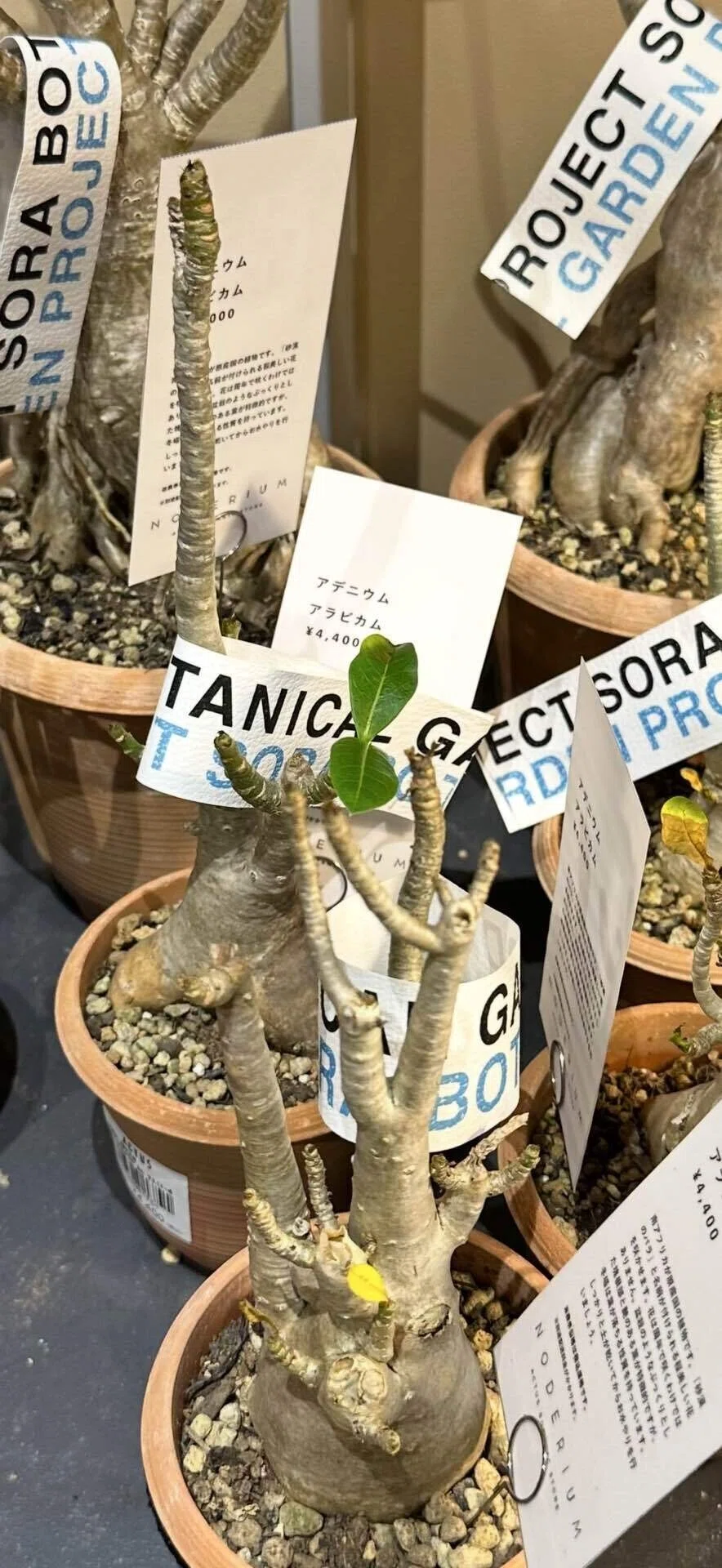 西畠清順 『そら植物園』にて私が購入したもの｜EGGSEED