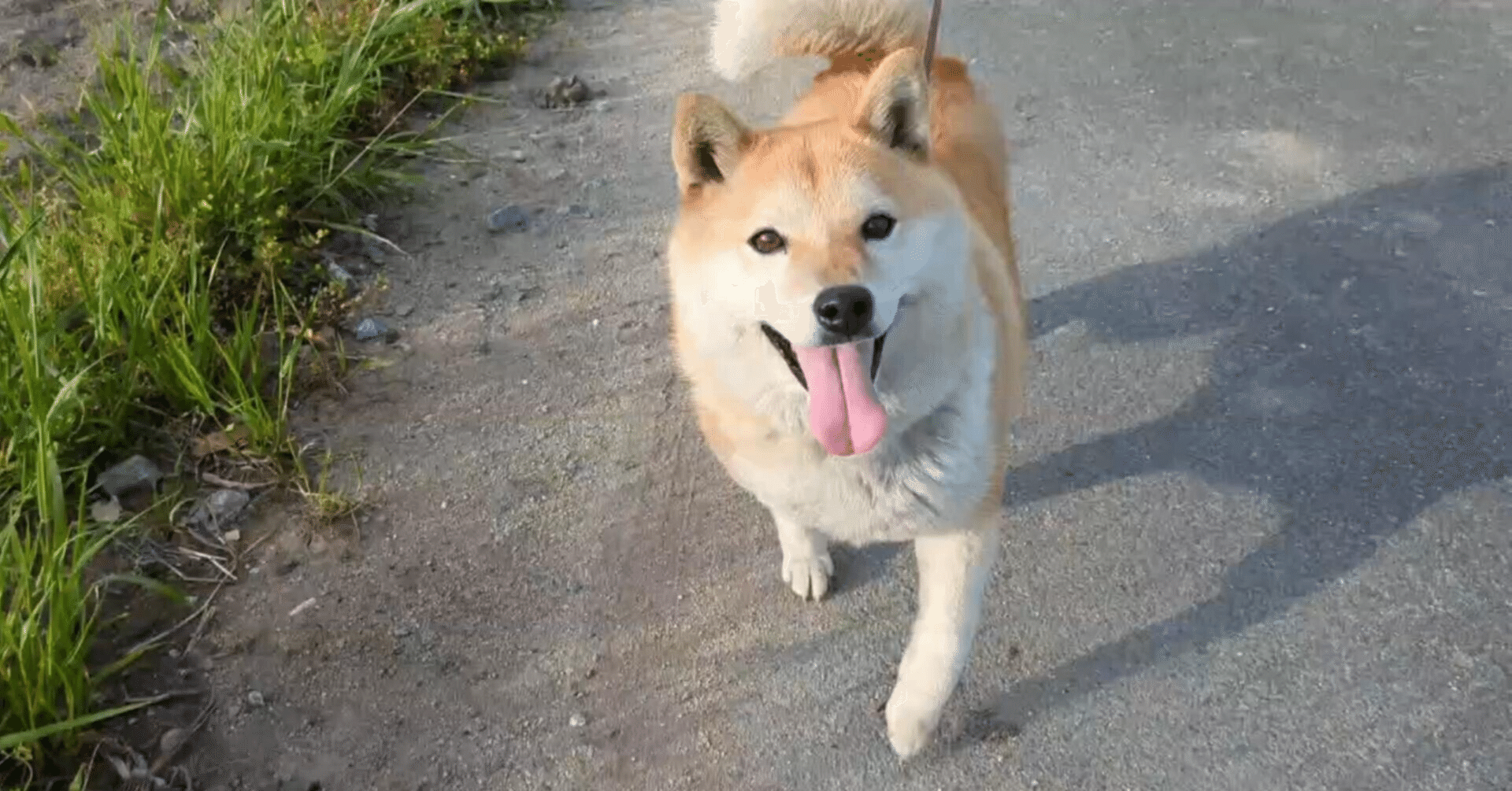 犬と人間の「部分的つながり」 ｜神奈川大学外国語学部英語英文学科