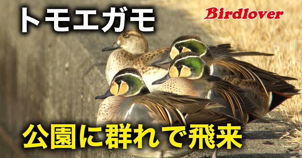 公園に飛来したトモエガモ｜Birdlover