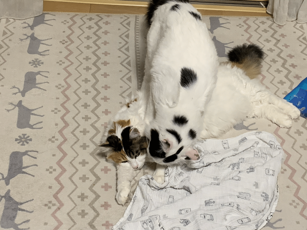 かまって欲しい猫 きたごう行政書士事務所 Note