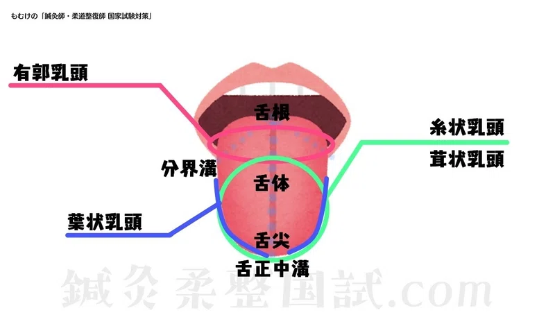 【解剖学】図解イラストとゴロで簡単「舌の構造と舌乳頭」の覚え方|森元塾@国家試験対策|note