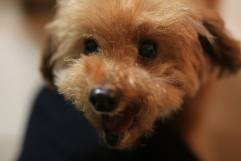 愛犬13歳 歯がない現実 レモンの勇気 Note
