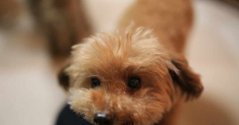愛犬13歳 歯がない現実 レモンの勇気 Note