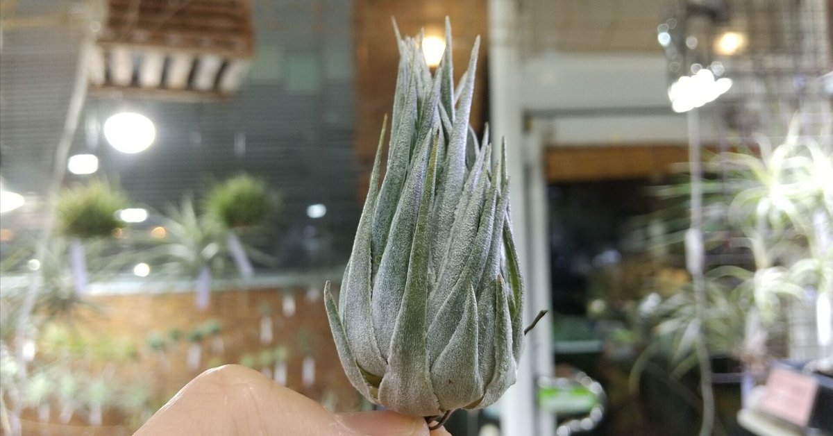 Tillandsia uruguayensis ex. EJG 分け株 欧州産 Tillandsia uruguayensis ex. EJG 分け株 欧州産 - メルカリ