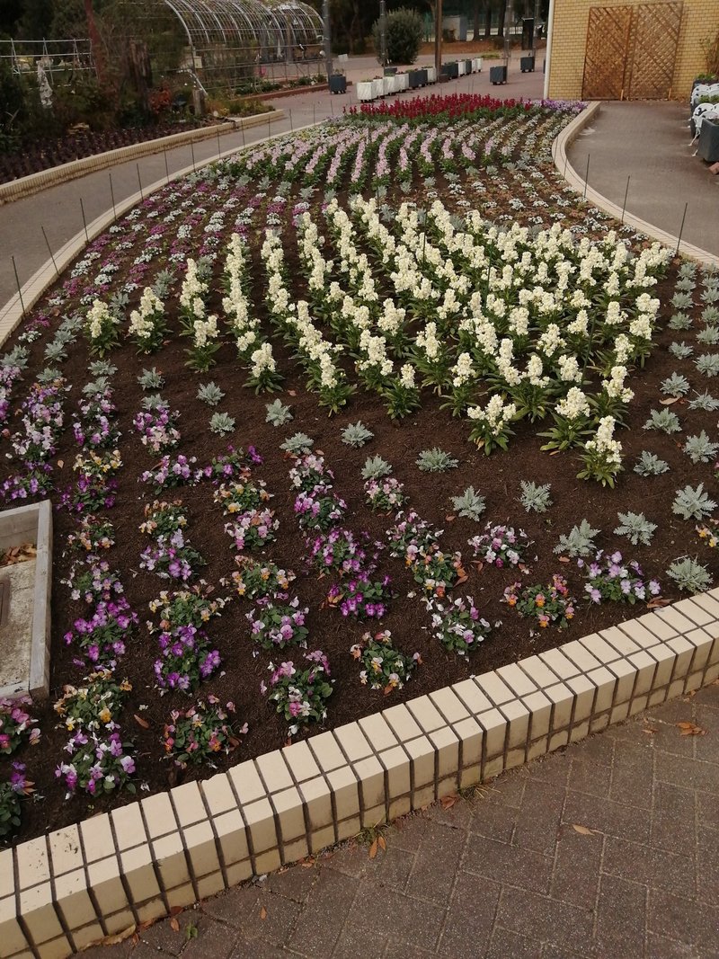 造園会社に学ぶビオラの地植え方法 ゆかこ Note