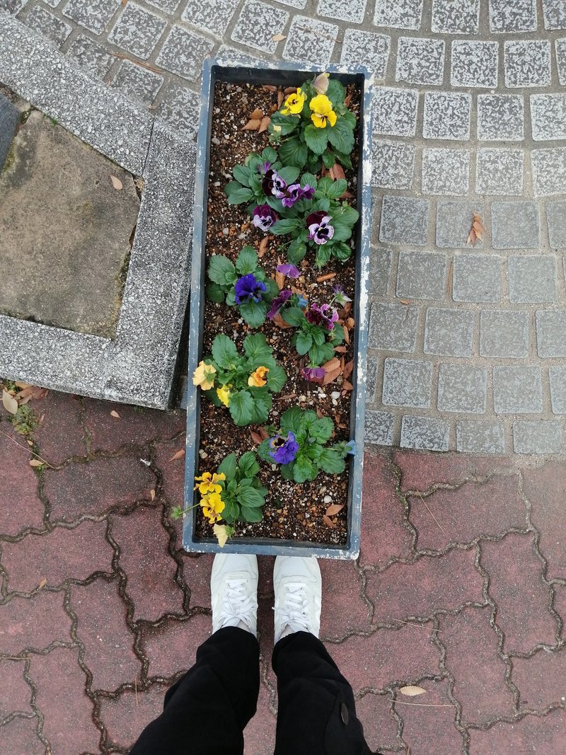 造園会社に学ぶビオラの地植え方法 ゆかこ Note