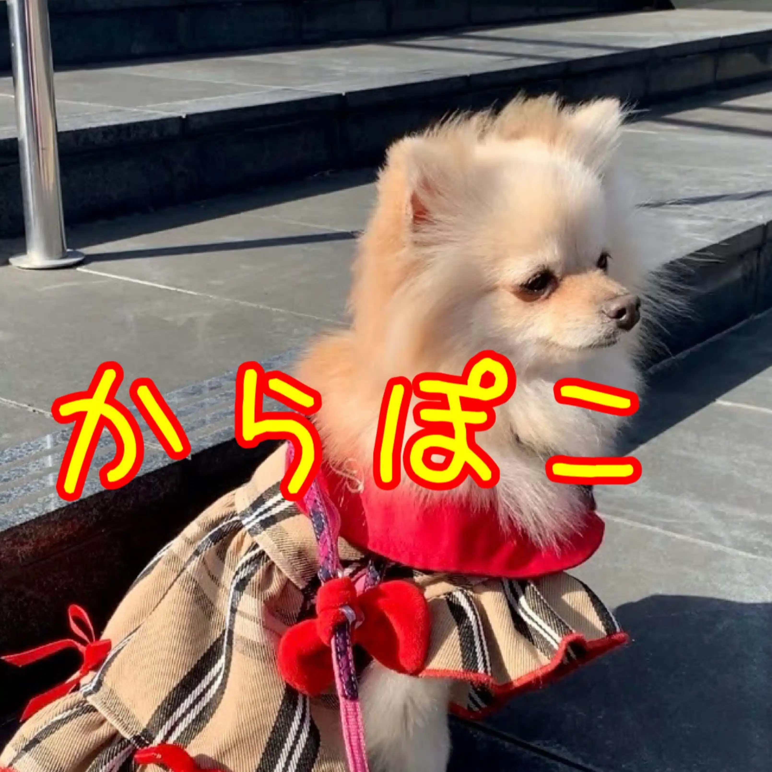 からぽこ（karapoco）