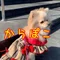 からぽこ（karapoco）