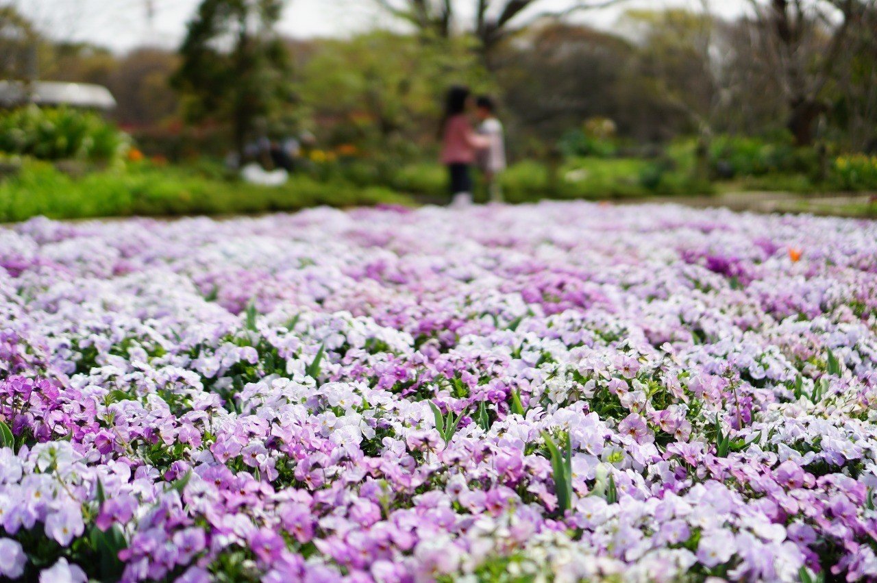 造園会社に学ぶビオラの地植え方法 ゆかこ Note