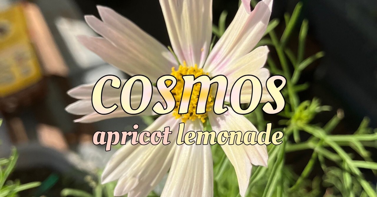 コスモス アプリコットレモネード 3号ポット苗《9/10》
