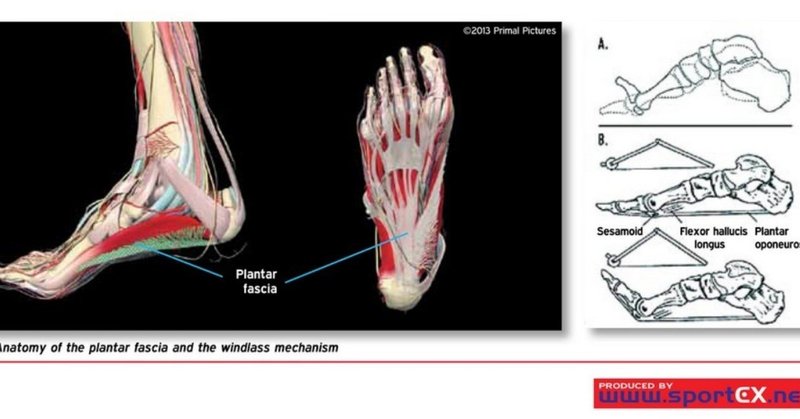 慢性的な足底筋膜炎の治し方 Run Line Note
