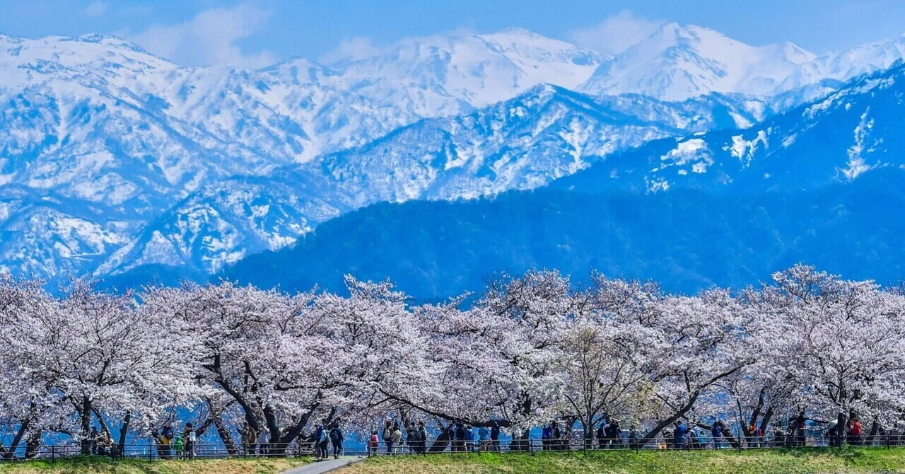 旅行記録】富山へ桜を見に行く旅〜春の四重奏〜20230401｜f