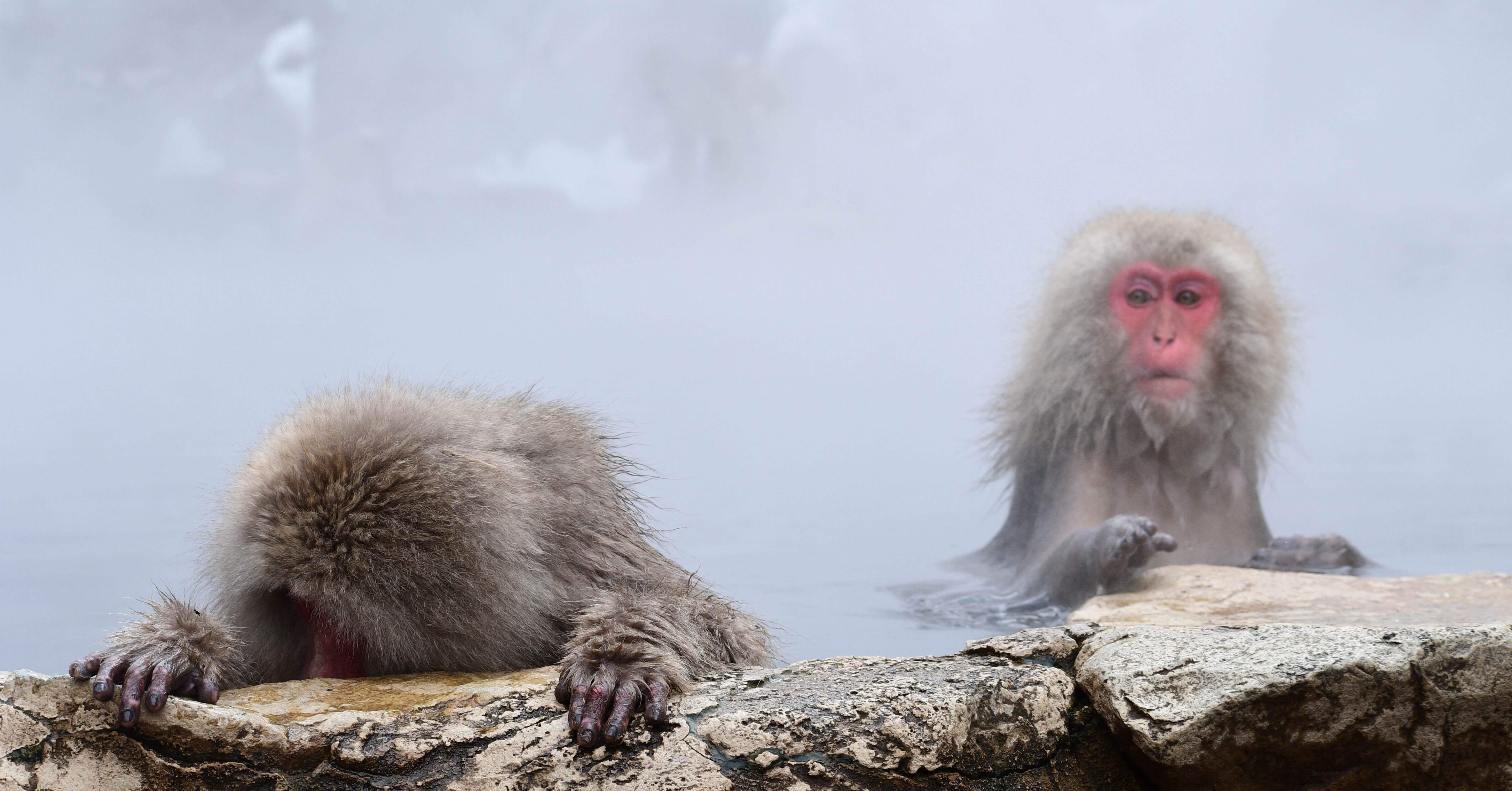 旅行記録】長野にお猿さんに会いに行く旅。｜f