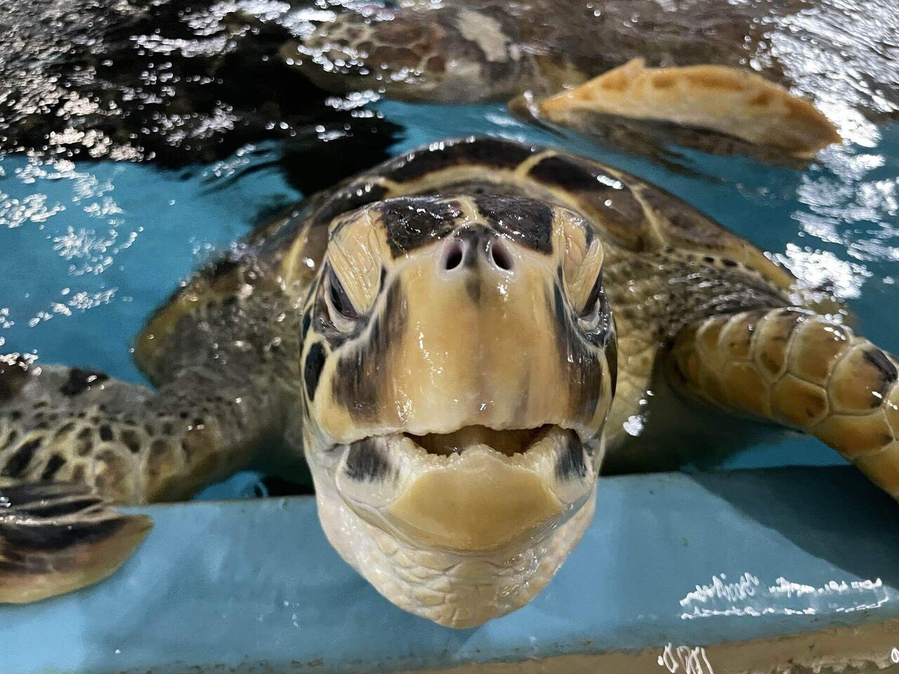 明日は節分イベント‼️｜桂浜水族館 公式