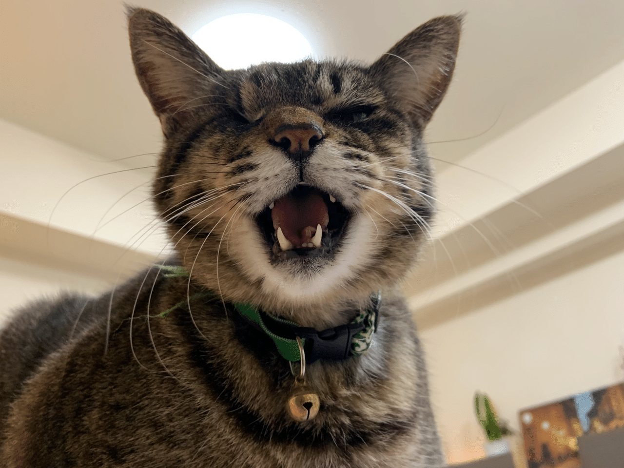 猫好きはメンヘラ?|みさと|note