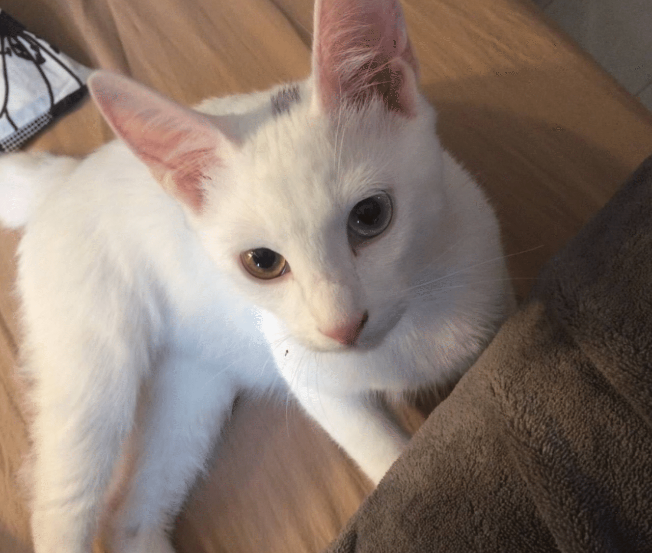 一人暮らしアラサー男子が保護猫を飼ってみたら いい部屋ペット いい部屋ネット 公式 Note 一人暮らしアラサー男子が保護猫を飼ってみたら いい部屋ペット いい部屋ネット 公式 Note