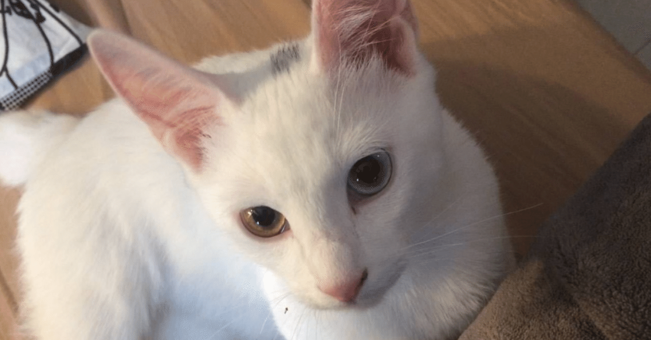 一人暮らしアラサー男子が保護猫を飼ってみたら いい部屋ペット いい部屋ネット 公式 Note