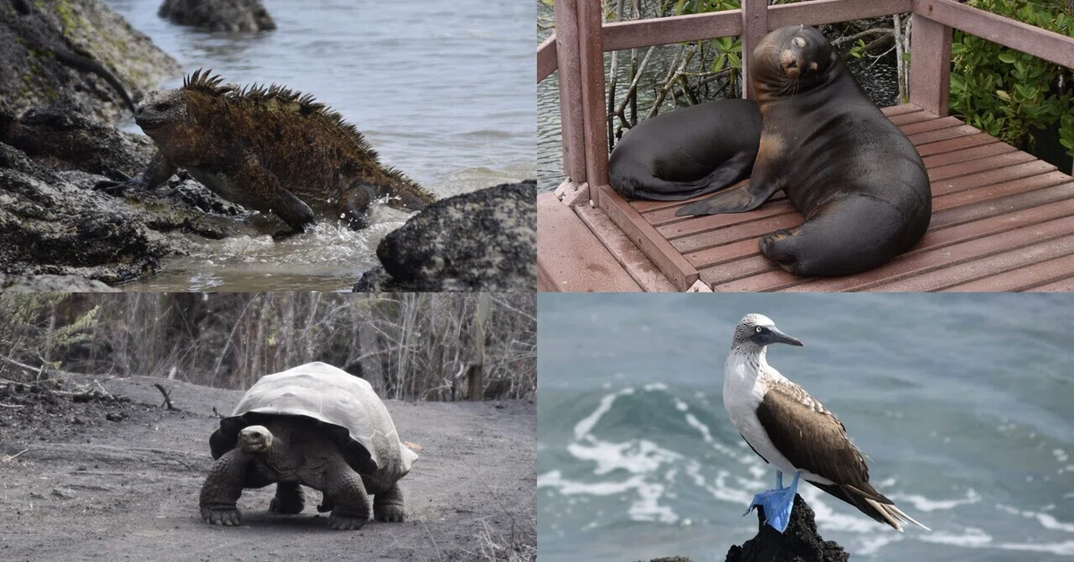 ガラパゴス諸島?? おすすめや移動ルートなどまとめ編【世界一周 番外 