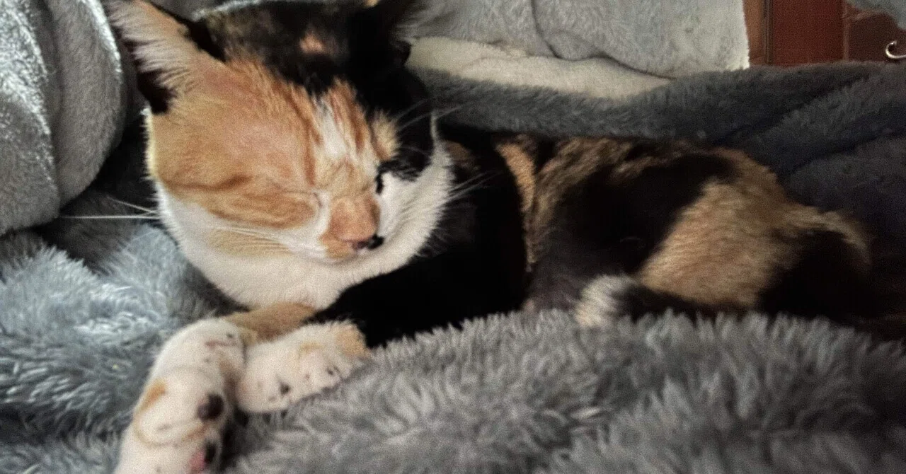 三毛猫様♡ありがとうございます♡ 三毛猫先輩が5歳になりました！｜猫様とごはん